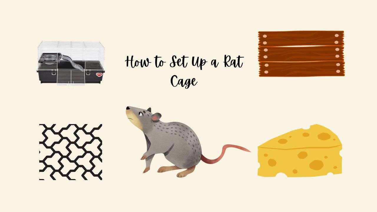 How to set up a Rat cage 